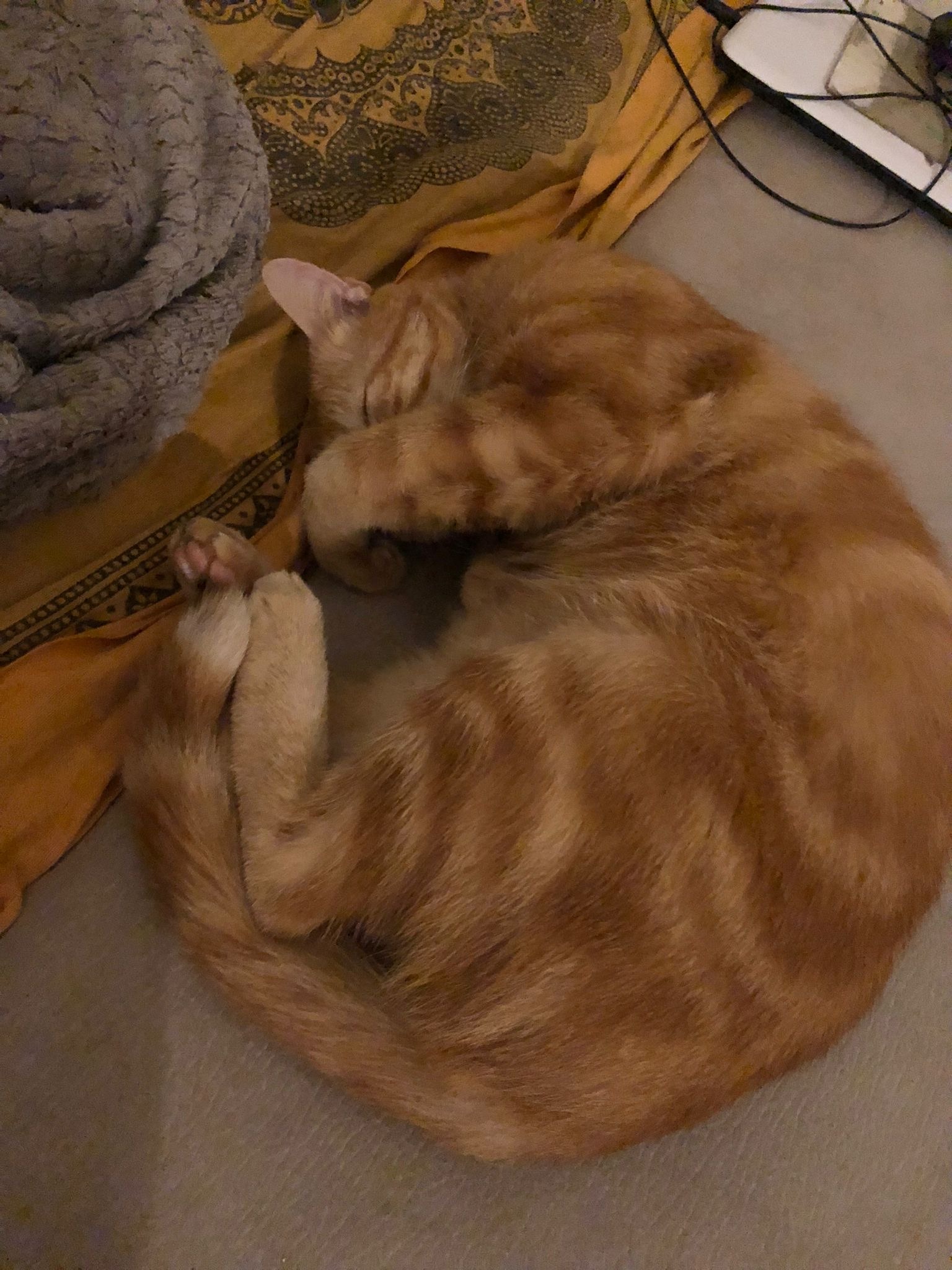 Profil de Jeevan, 20 ans, Annonce Gay à Saint-Aubert