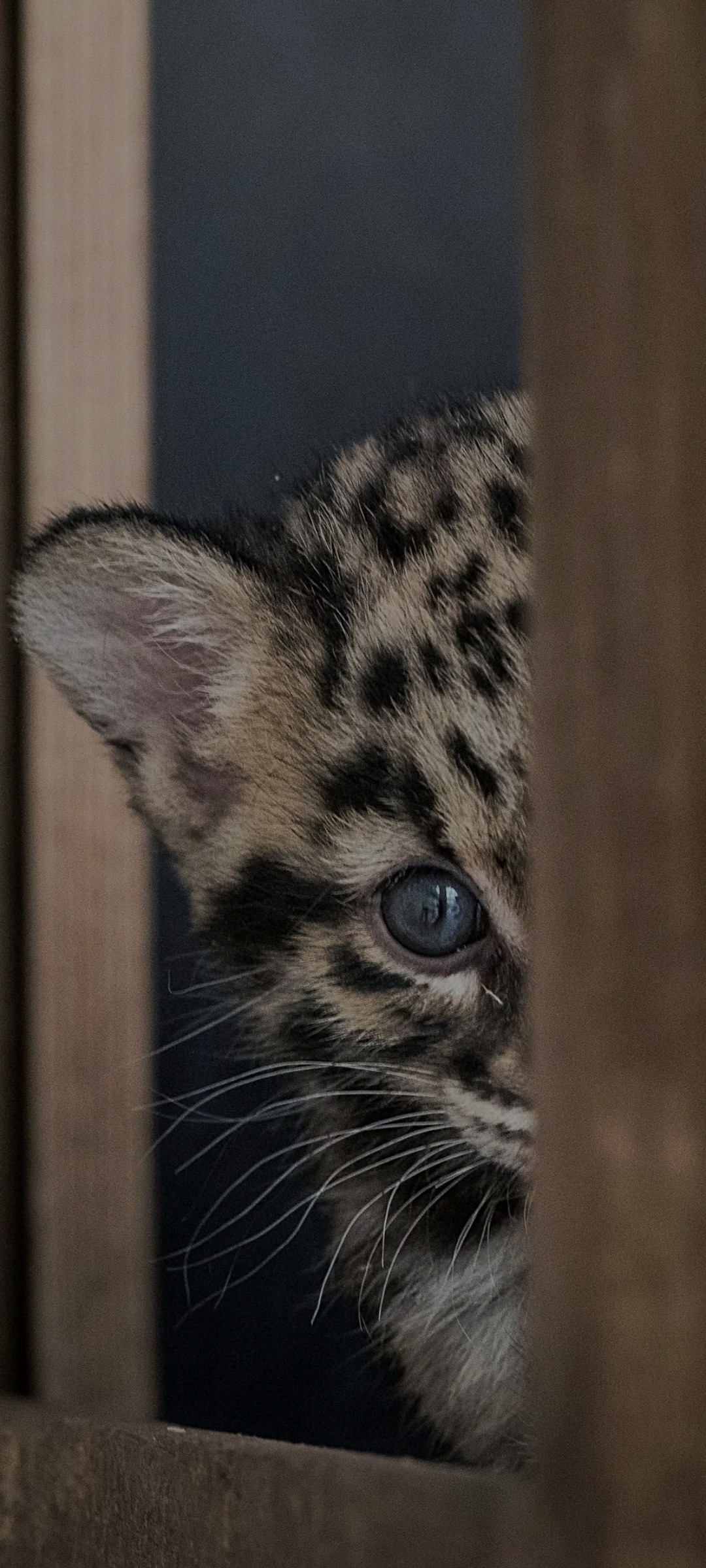 Profil de Owen, 41 ans, Annonce Gay à Saint-Mathieu